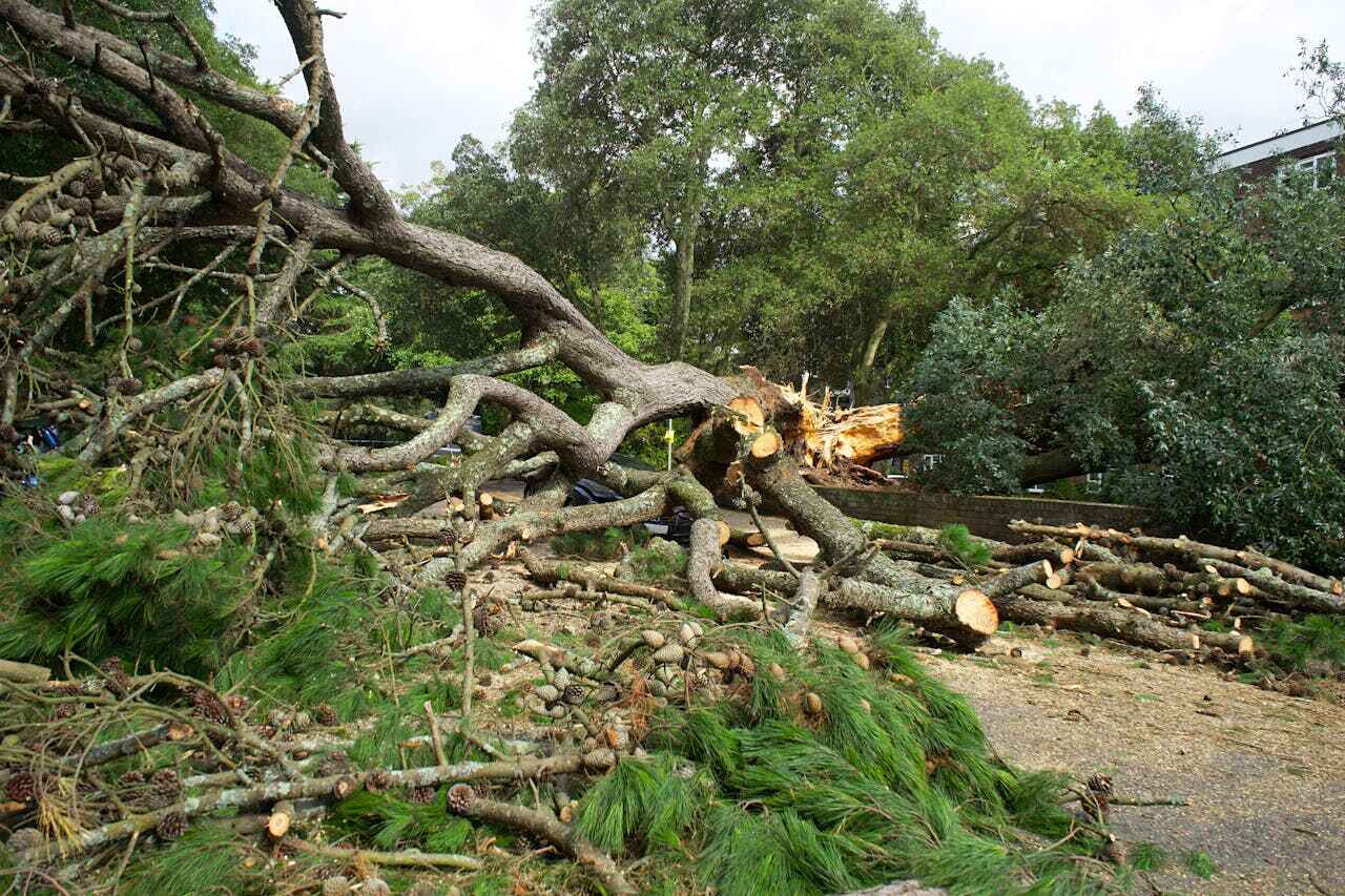 Large Tree Removal in Ensley, FL